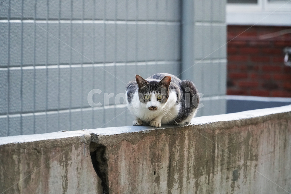 고양이,길고양이,도둑고양이,검은고양이,반려묘,외나무다리,골목,담장,견제,경계,동물,animal,포유류,mammal,고양이,cat,kitten,kitty