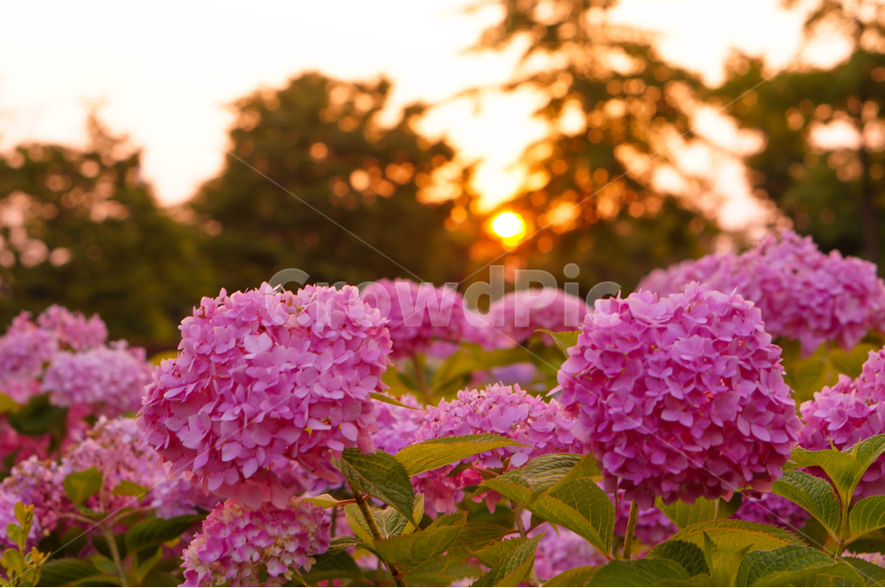 수국,여름,햇빛,꽃,핑크,풍경,식물,자연,plants,nature,꽃,flower,감성,sensible,feeling