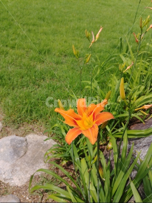 blossom,꽃,flower,식물,plant,나리꽃