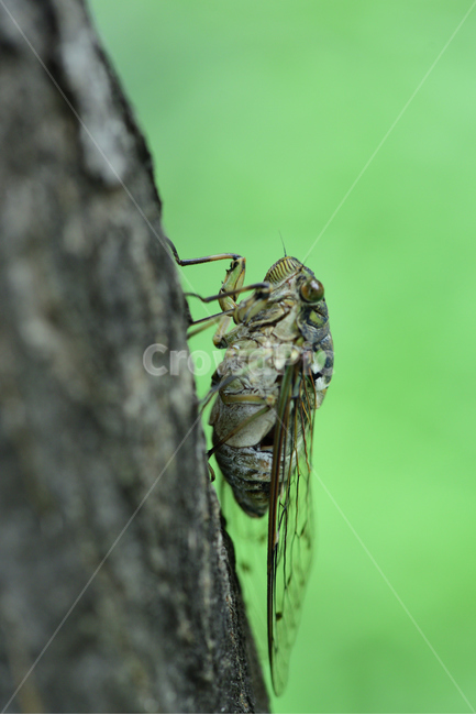 곤충,벌레,여름곤충,매미,어미벌레,엄지벌레,animal,invertebrate,insect,우화,날개돋이,어른벌레매미,어른벌레,성충,동물,생태,자연,자연생태,자연현상,나무,나무매미,울음매미,매미울음,매미생태,동물생태,곤충생태,쓰름매미,매미곤충,얼룩무늬매미,얼룩무늬,매미몸통,매미날개,쓰르라미,참매미,붙어있다,붙다,매달리다,매미소리,울다,울음