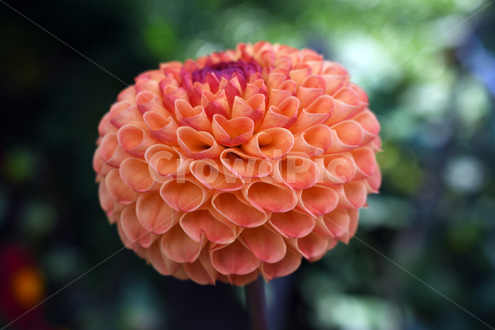 꽃,여름,자주색,꽃봉오리,피사채,식물,자연,plants,nature,꽃,flower