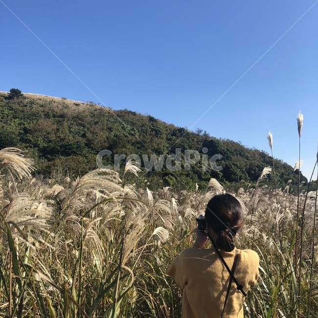 인물,뒷모습,자연,풍경,억새,갈대,감성,가을,계절,fall,autumn,season,사람,인물,인간,human,person,여성,여자,woman,female,lady,여행,휴가,traveling,vacation,trip,사진작가,포토그래퍼,photographer,grass,잔디,plant,식물,lawn,reed