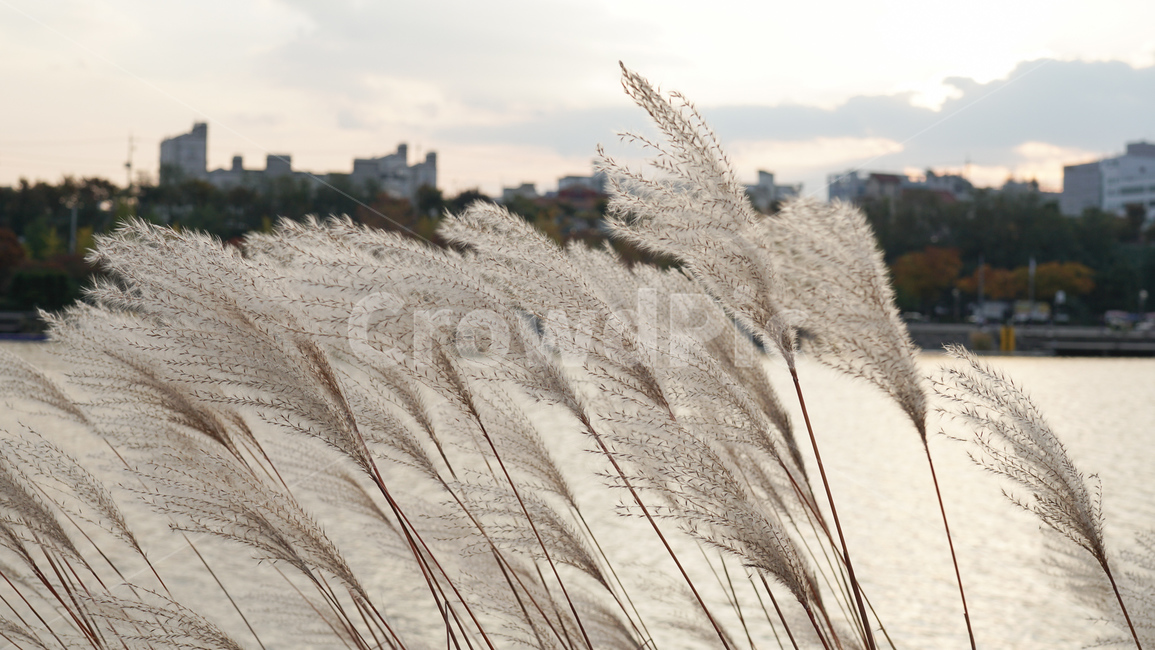 plant,식물,grass,잔디,lawn,reed,갈대,가을,노을,공원