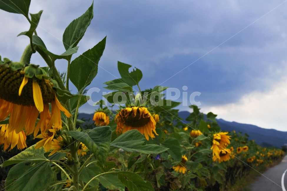 해바라기,자전거길,향수,가을,감성,고독,꽃,식물,자연,plants,nature,꽃,flower