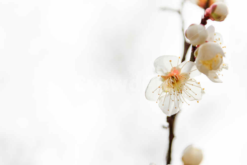 매화,식물,꽃,봄,꽃들,꽃잎,봄,계절,spring,season,식물,자연,plants,nature,꽃,flower,plant