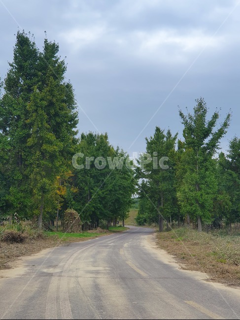 road,도로,tree,plant,식물,나무,gravel,자갈,dirtroad,흙길,fir,전나무,abies,아비,길,은행나무