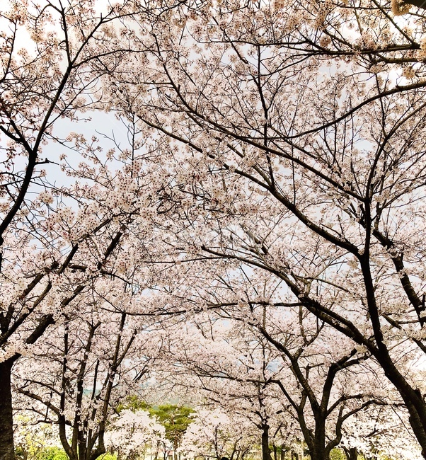 자연,식물,봄,벚꽃,만개,꽃