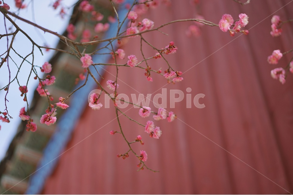 꽃,홍매화,한옥,나무,처마,봄,계절,spring,season,한국전통,한국문화,korean,식물,자연,nature,flower,봄,계절,spring,season,식물,자연,plants,nature,꽃,flower,plant,blossom