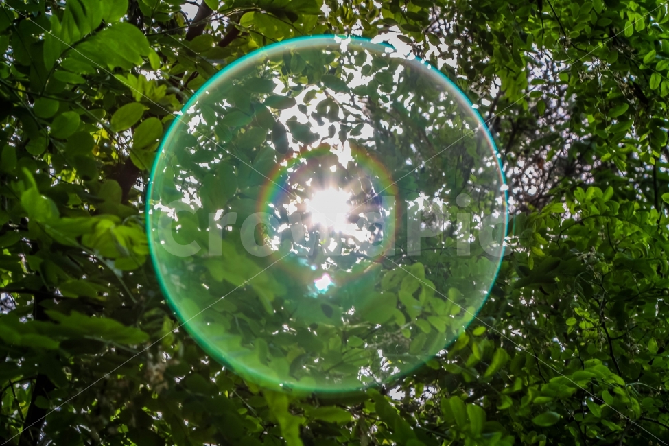 자연,풍경,빛,빛방울,나무,여름,계절,summer,season,식물,자연,plants,nature,bubble,거품