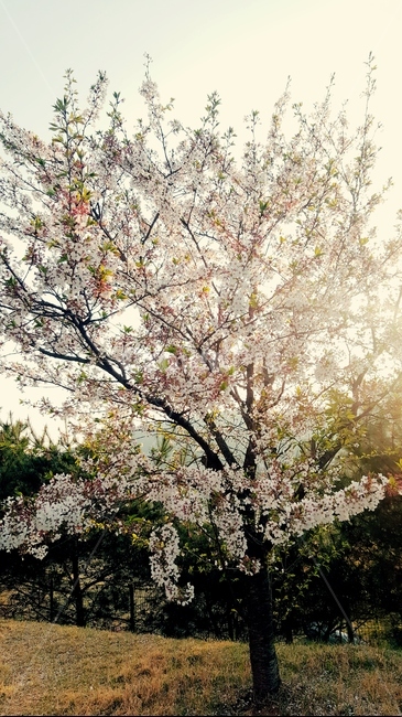 봄,벚꽃,나무,memory,풍경,landscape,cherryblossom,spring,tree,빛,healing,힐링