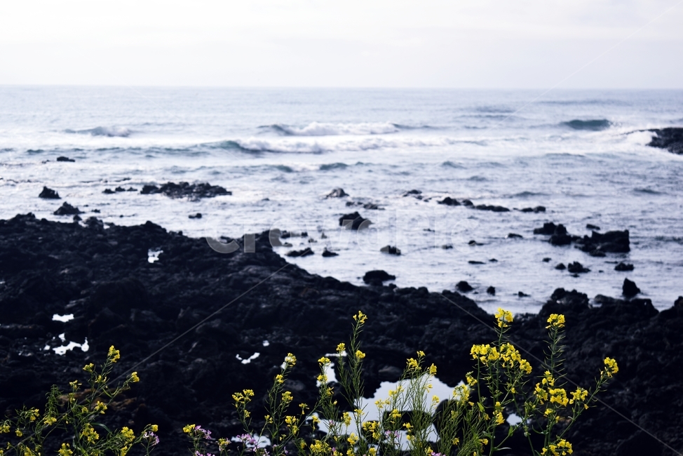 plant,식물,꽃,flower,바다,파도,흐린날,자연,풍경,nature,landscape