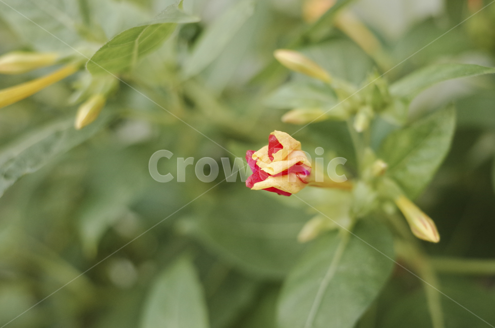 꽃,flower,식물,plant,green,초록,잎,들꽃,꽃송이,꽃봉오리,bud