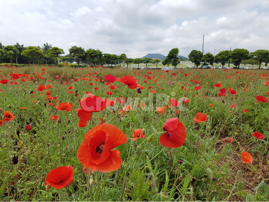 양귀비,렛츠런팜,제주도,꽃,제주도양귀비,식물,자연,plants,nature,꽃,flower