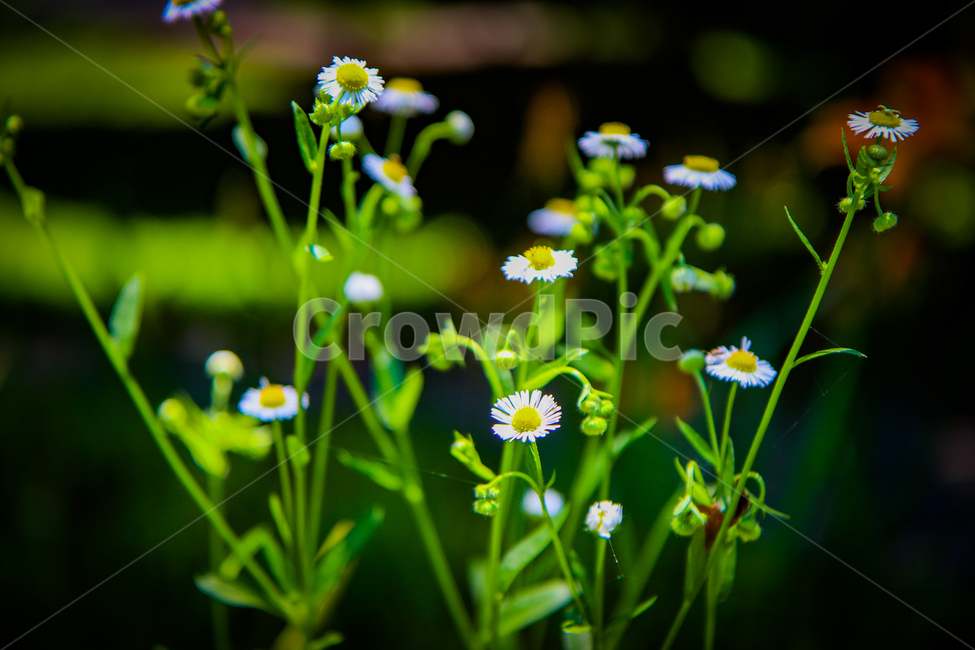 꽃잎,풀,식물,꽃,자연,식물,자연,plants,nature,꽃,flower