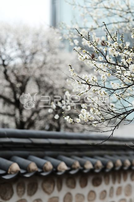 벚꽃, hanok, 봄날, 봄꽃, 봄, 사진,이미지,일러스트,캘리그라피 - durumi310작가