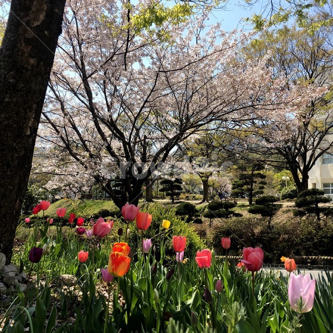 튤립,봄,벚꽃,꽃밭,꽃