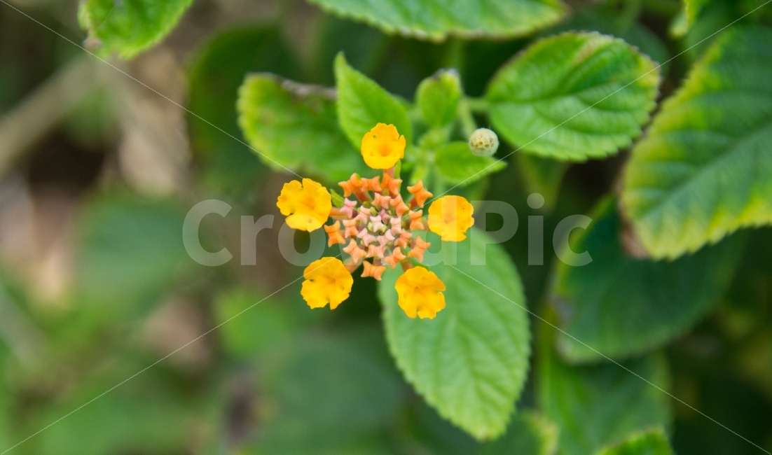 	란타나,lantana,란타나꽃,꽃,아기자기한,작은,앙증맞은,귀여운,예쁜,flower,꽃잎,열대식물,열대의,노란,분홍,붉은,녹색,둥근,별모양,봉오리,꽃봉오리,작은별,식물,자연,plants,nature,꽃,flower