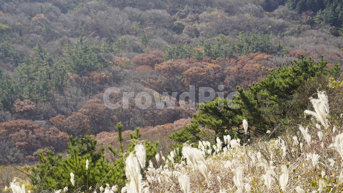 제주도,오름,산,자연풍경,가을,낙엽,단풍,숲,가을,계절,fall,autumn,season,자연,풍경,nature,landscape,grass,잔디,plant,식물,vegetation,초목