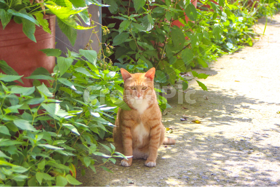 고양이,cat,동물,animal,길고양이,감성사진,감성,동물사진,숲,풀,자연,grass,nature,자세,pose,동물,animal,포유류,mammal,고양이,cat,kitten,kitty