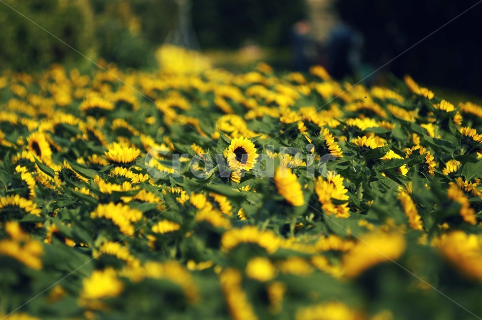 plant,식물,꽃,flower,해바라기,식물,자연,plants,nature,꽃,flower