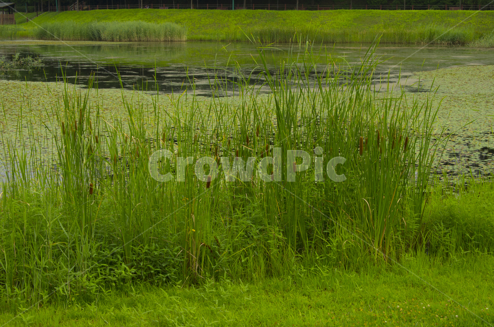 수풀,연못,호수,녹색,물가,scene,view,feeling,emotion,nature,landscape,season,풍경,감정,감성,자연,계절,뷰티,reed,grass,water,pond,lake,풍경사진,감성사진,정취