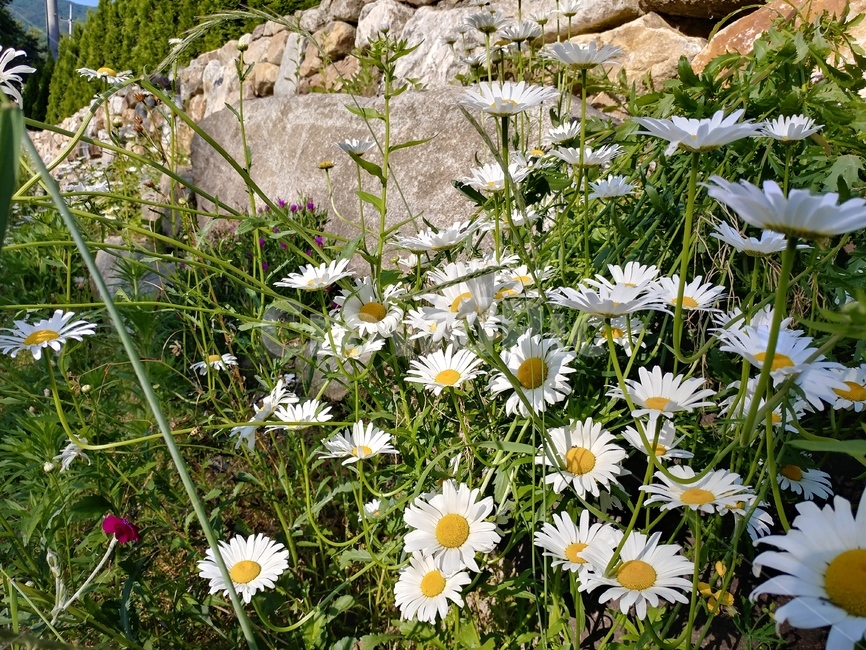 국화,식물,국화과,감국,산국,산구절초,울릉국화,엉거시과,다년생풀