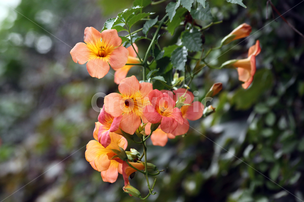 능소화,주황색꽃,덩굴,넝쿨,야생,여름,blossom,flower,꽃,plant,식물,자연,plants,nature,꽃,flower