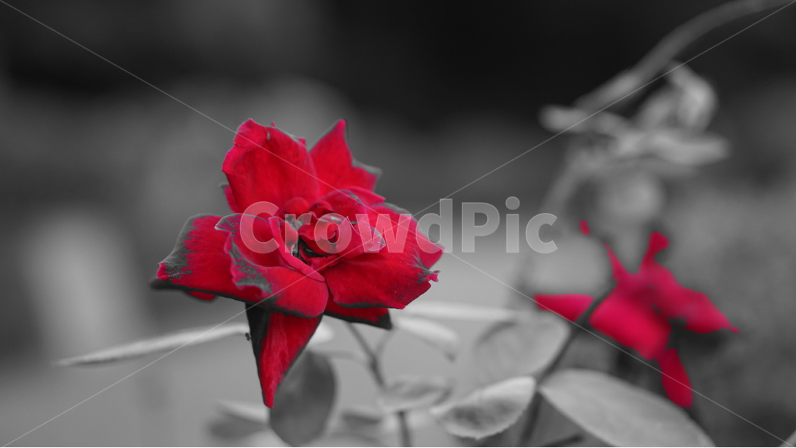 장미,흑백,빨강,꽃,장미꽃,식물,자연,plants,nature,꽃,flower,흑백,모노톤,monochrome,black and white