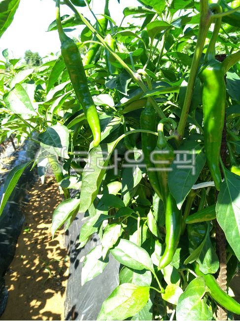 고추,고추밭,청양고추,풋고추,고추재배,농작물,고추농사