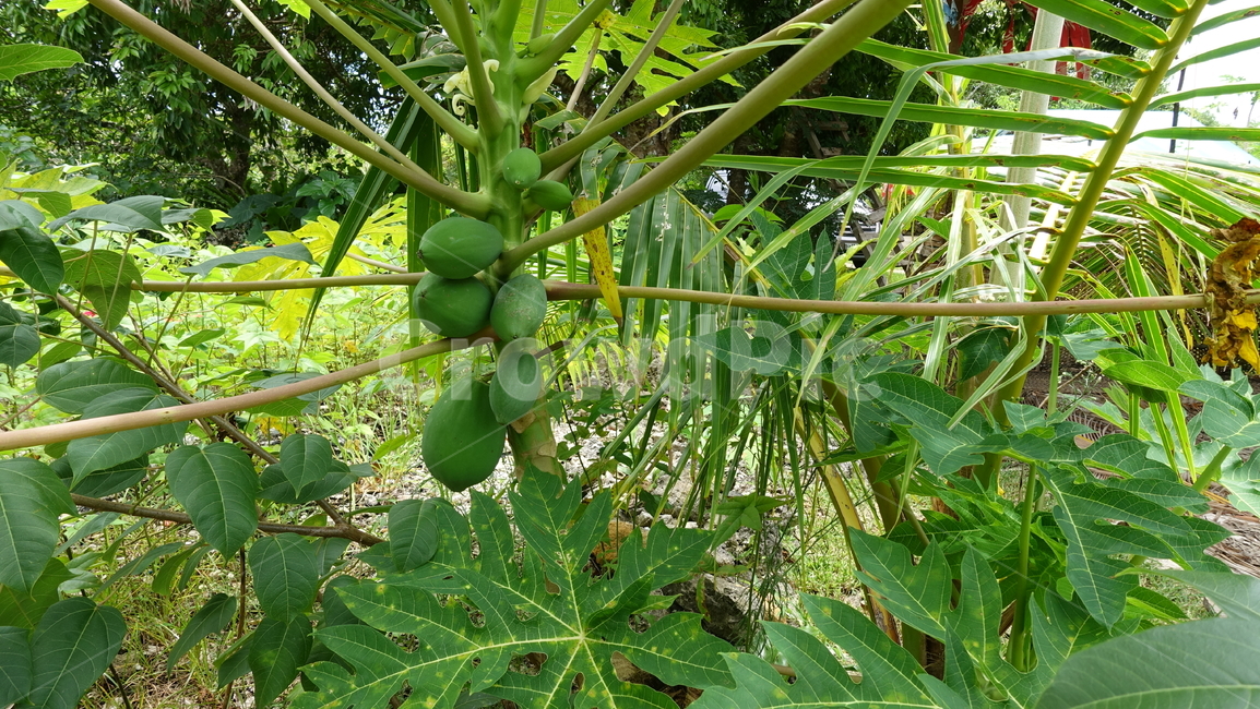 식물,자연,fruit,과일,food,음식,파파야,papaya,열대,남태평양