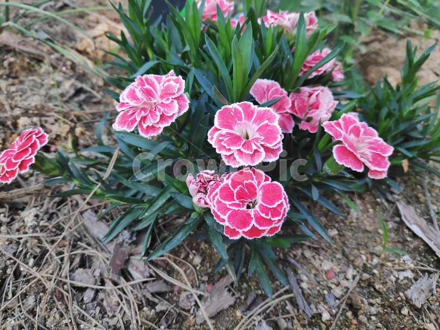 카네이션,꽃,식물,blossom,flower,plant,어버이날,carnation,5월,봄,분홍색