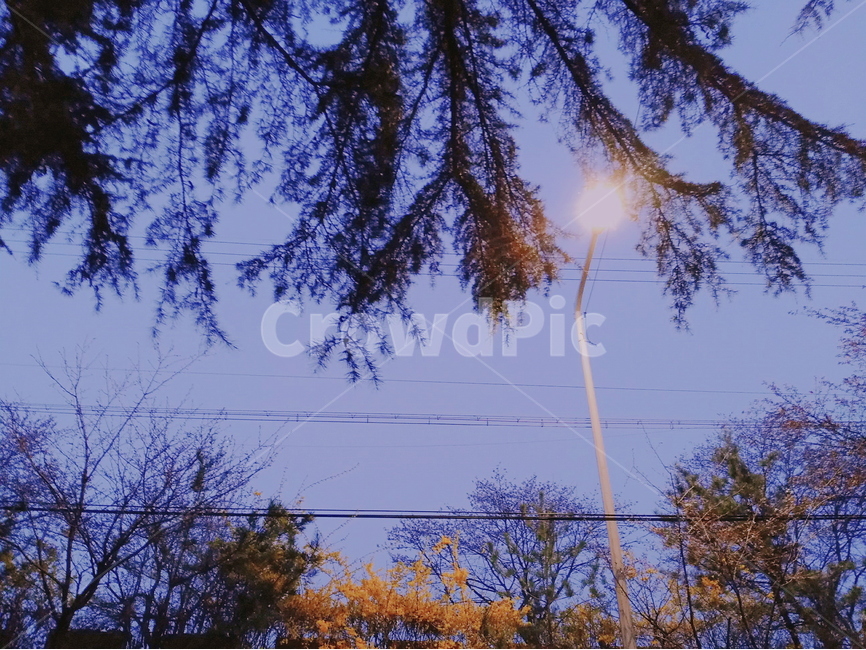 밤,야경,가로등,자연,나무,감성,자연,풍경,nature,landscape,야경,밤,nightscape,night,plant,식물,tree