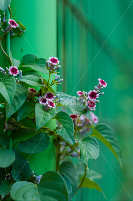 계요등,한국의꽃,꼭두서니과,계요등속,계각,구린내덩굴,식물,자연,plants,nature,꽃,flower