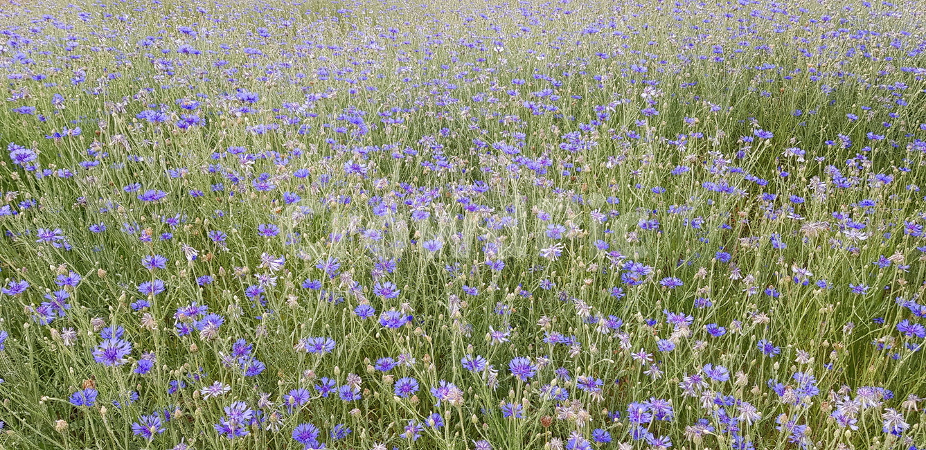 여름,꽃,들꽃,감서,꽃밭,식물,자연,plants,nature,꽃,flower