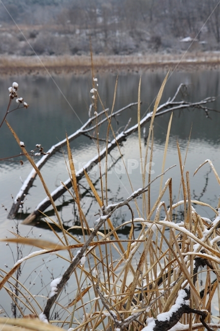 강,눈,나무,풍경,풀,겨울,계절,winter,season,식물,자연,plants,nature