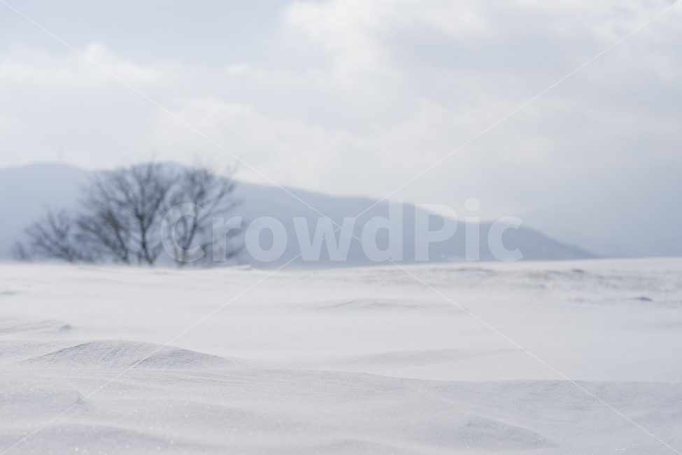 겨울,눈,풍경,양떼목장,대관령,자연,풍경,nature,landscape,겨울,계절,winter,season,outdoors,옥외,storm,폭풍,snow,blizzard,눈보라