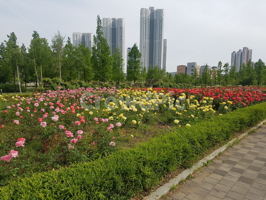 풍경,자연,꽃,장미,꽃밭