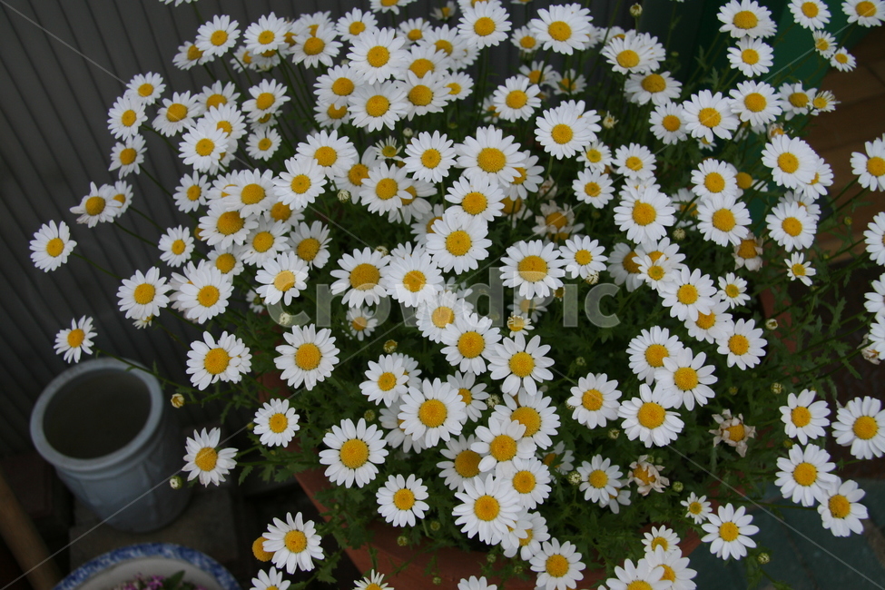 꽃,flower,데이지,daisies,blossom,식물,plant,꽃,flower
