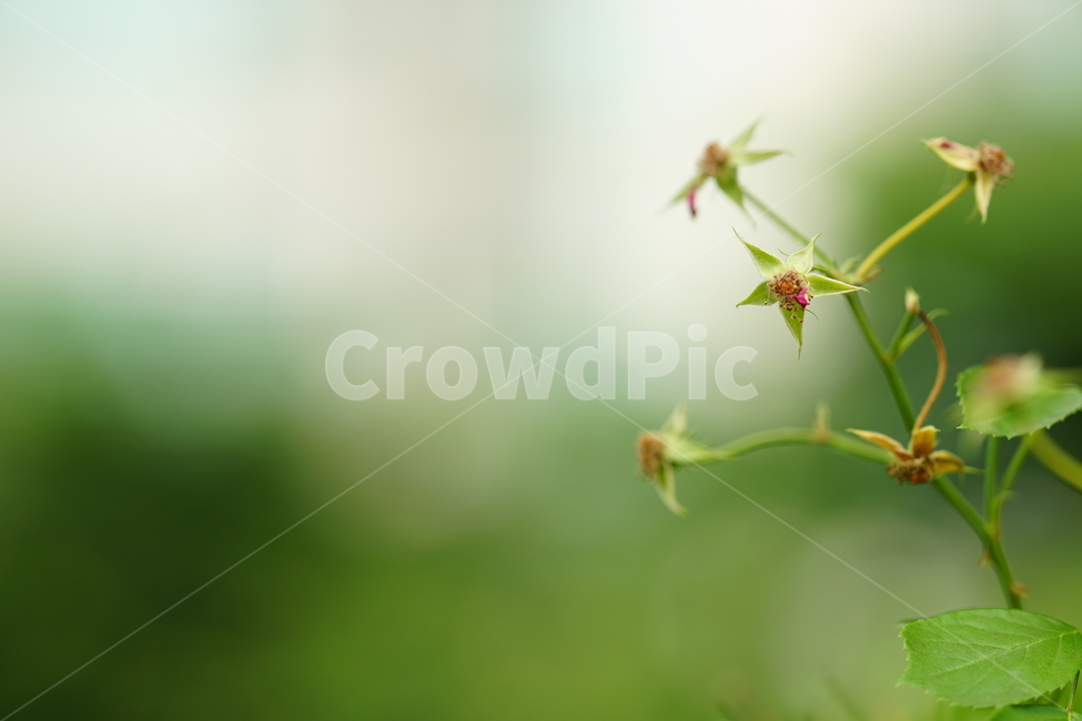 잎,식물,자연,그린,녹색,색감,컬러,생명,감성,접사,green,식물,자연,plants,nature
