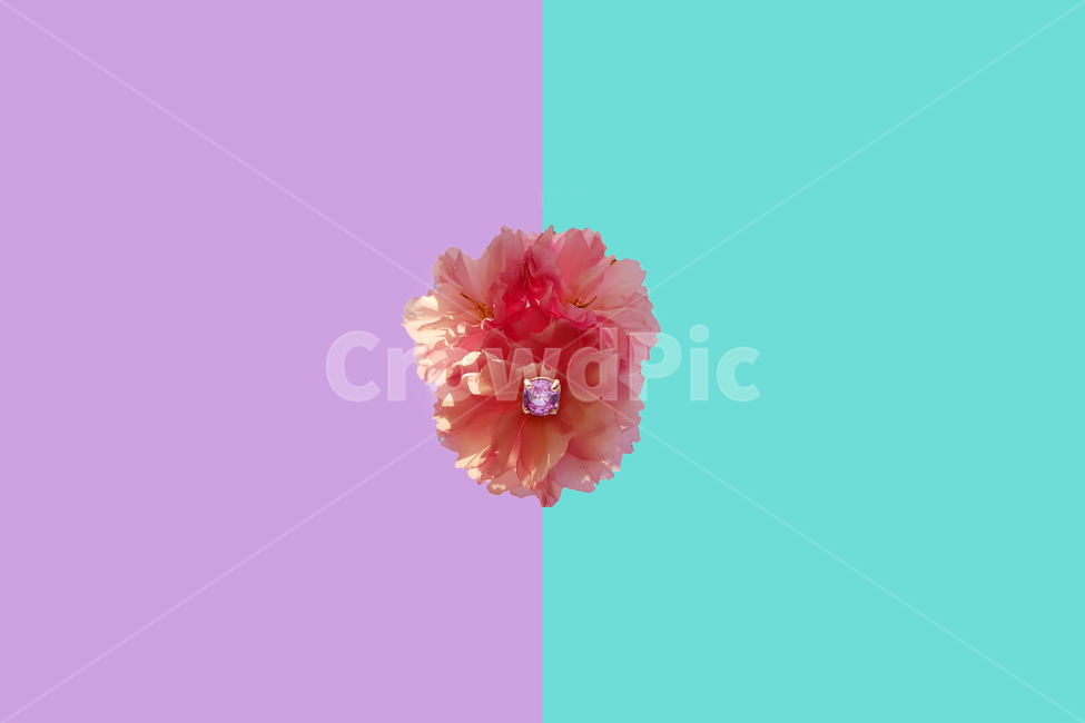 배경이미지,벚꽃,봄,꽃,핑크사파이어,보석,공지,상큼,대조,칼라,선명,세련