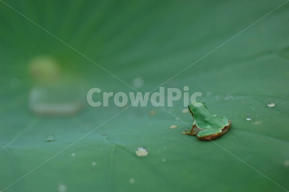자연,접사,매크로,마이크로,Nature,closeup,macro,micro,초록,양서류,개구리,청개구리,동물,animal,파충류,양서류,reptile,amphibian