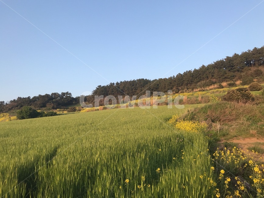 제주도,청보리밭,유채꽃,봄,자연,jeju,greenbarleyfield,rapeflower,green,sky,tree,nature,자연,풍경,nature,landscape,outdoors,옥외,grassland,목초지,field,들,plant,식물,grass,잔디