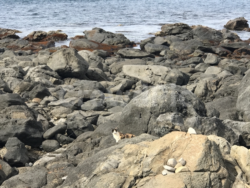 제주도,자연,무보정,가파도,고양이,해변,바다,beach,sea,동물,animal,포유류,mammal,고양이,cat,kitten,kitty