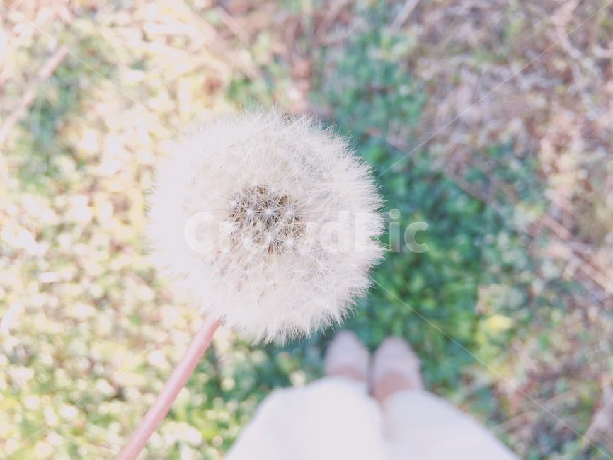 민들레,홀씨,봄,초록,잔디,발,구두,하늘,식물,자연,plants,nature