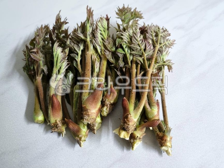 음식,food,두릅,땅두릅,참두릅,araliacordatanakai,식재료,요리재료,음식재료,foodstuff,cookingmaterial,foodmaterial
