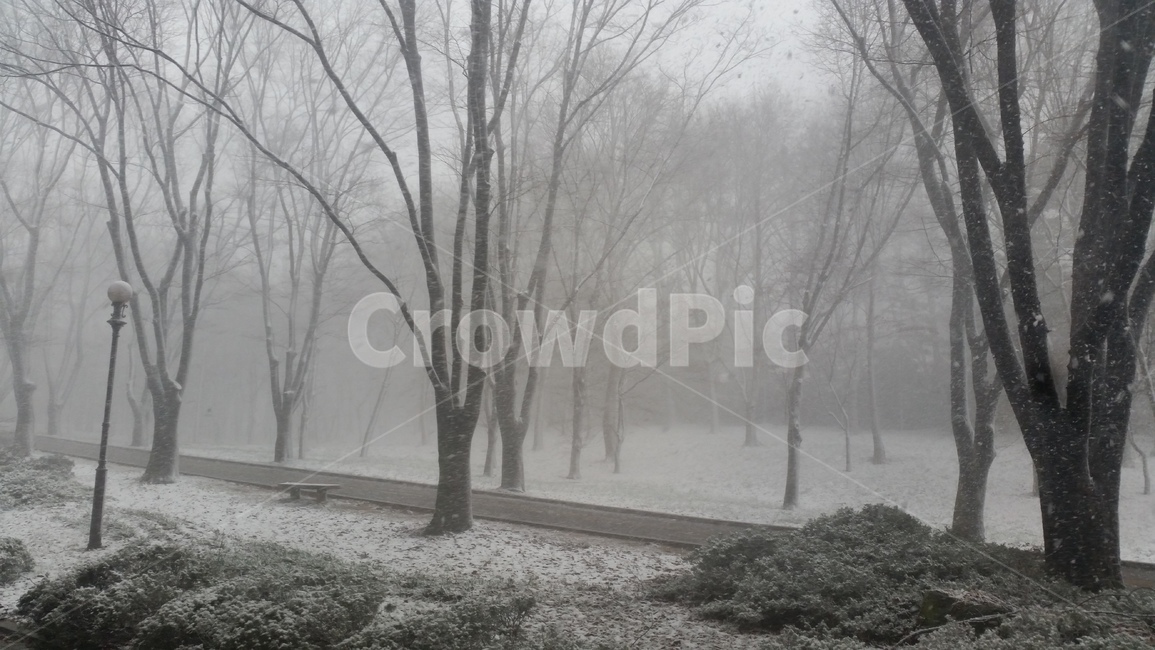 nature,자연,weather,날씨,outdoors,옥외,눈,눈보라,하얀색,snow,나무,겨울,winter,겨울,계절,winter,season,자연,풍경,nature,landscape
