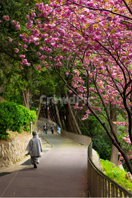 겹벚꽃,벚꽃,길,자연,road,flower,nature,봄,계절,spring,season,식물,자연,plants,nature,나무,trees,wood,사람,인물,인간,human,person,어린이,어린아이,child,children,kid,종교,신앙,religion,belief,faith,outdoors,옥외,garden,정원
