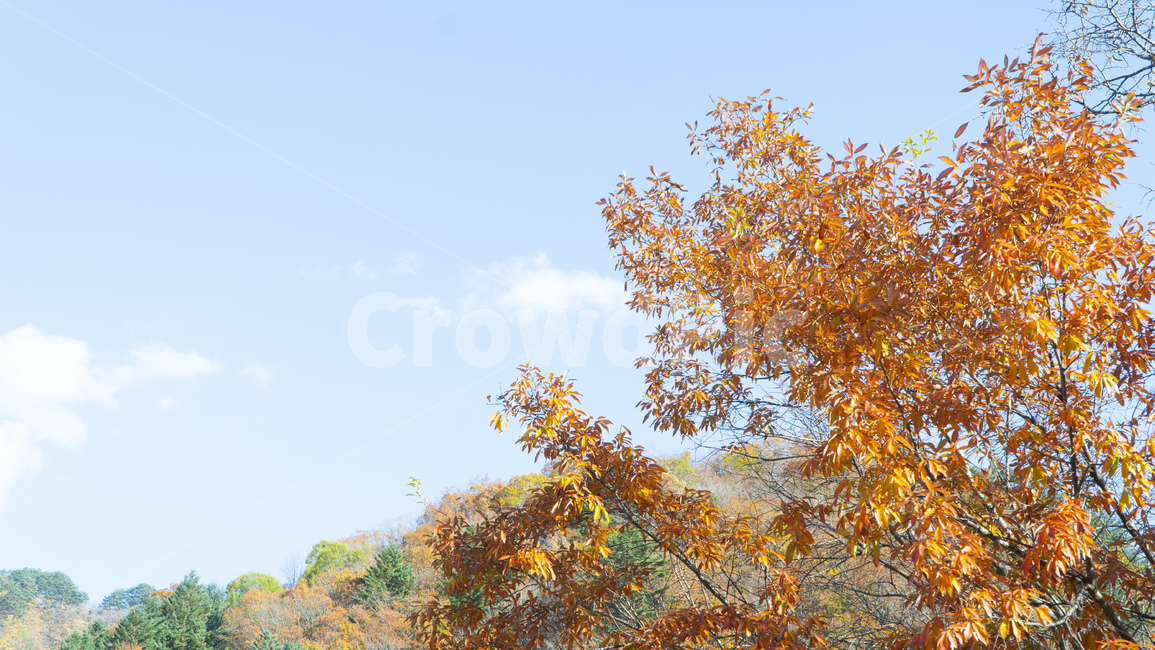 가을,노란잎,노랑잎,은행,하늘,단풍,계절,사계절,겨울,식물,plant,나무,tree,가을,계절,fall,autumn,season,자연,풍경,nature,landscape