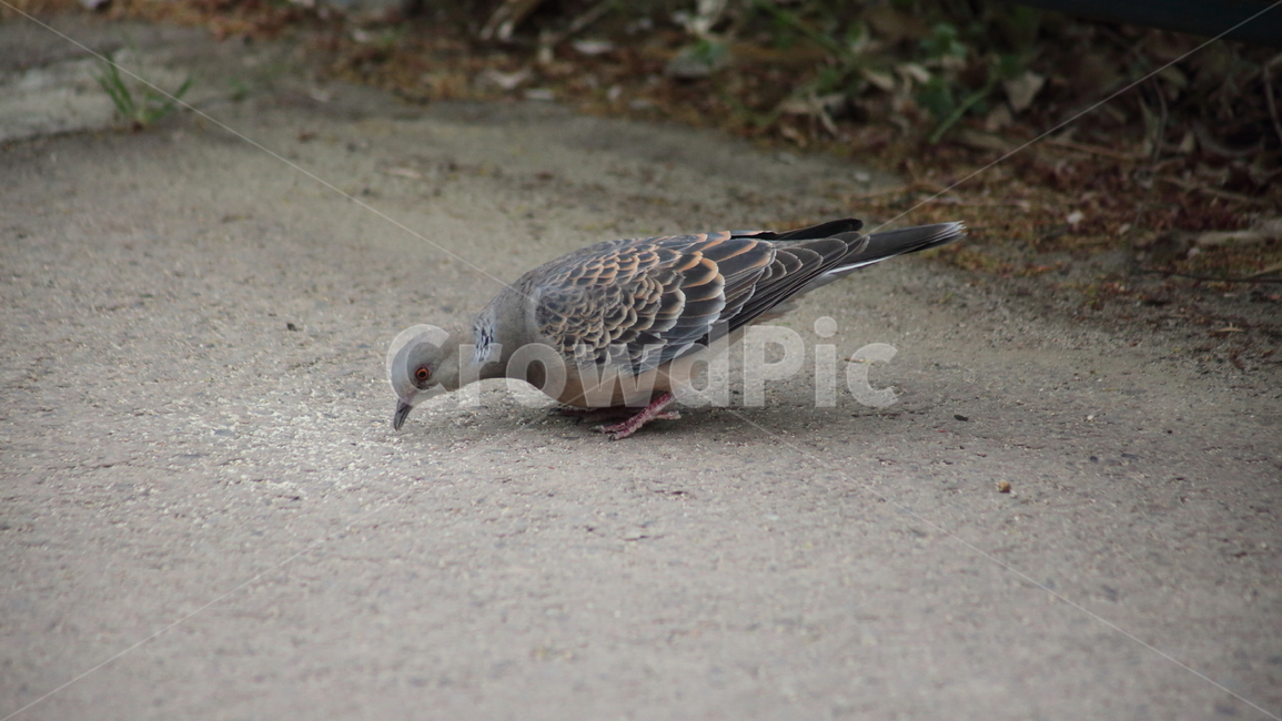 멧비둘기,산비둘기,비둘기,streptopeliaorientalis,bird,조류