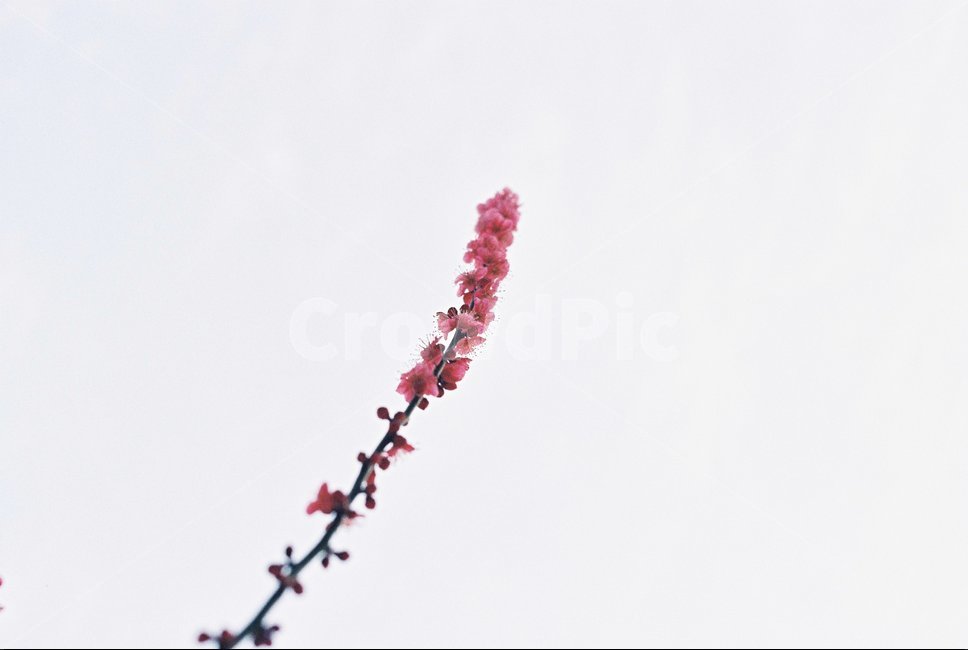 flower,꽃,양귀비,양귀비꽃,필름,필름카메라,필름사진,film,filmphoto,filmcamera,봄,계절,spring,season,식물,자연,plants,nature,꽃,flower,감성,sensible,feeling